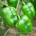 HSP07 Guoja brilhante verde F1 sino híbrido / sementes de pimenta doce para o plantio